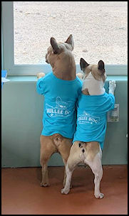 Bullee Dog Signs and Apparel and Dog Clothes